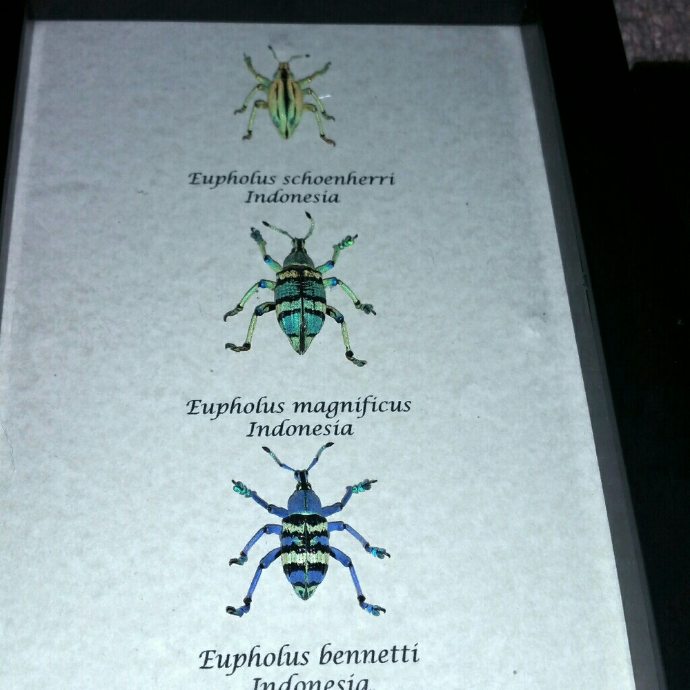 Real exotic three beetle set